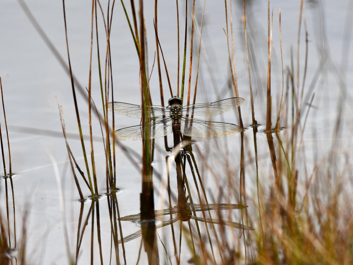 #78:
          Unidentified Dragonfly, Oze National Park.
          f/ at mm - Shutter Speed: - ISO: